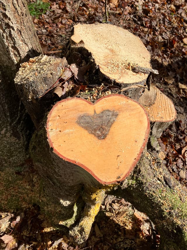 /gallery/wood-heart.JPG